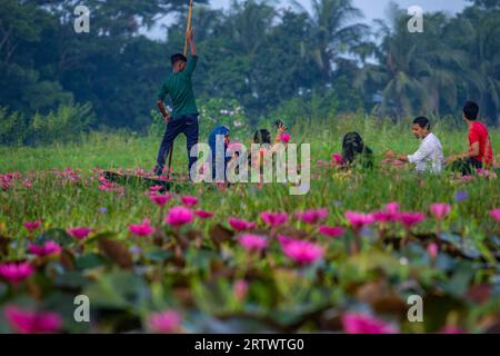Travelers are moving on a small boat inside a large waterbody called `Shatla beel' full of red water lilies, at Ujirpur in Barisal. Bangladesh. Stock Photo